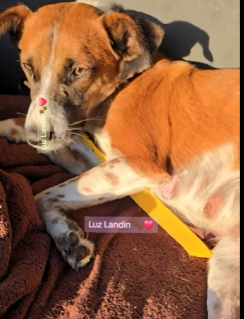Ocupamos lechita para uno de ellos ,no puede comer bién está muy pequeño , manda mensaje si te nace (Part 2)
