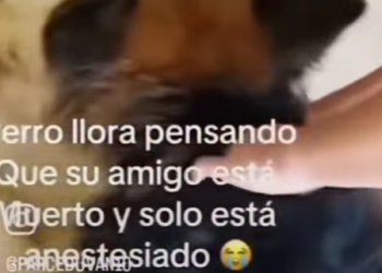 M3103004 cuanto sentimiento, como describir sus emociones, no se puede describir. (Part 2)