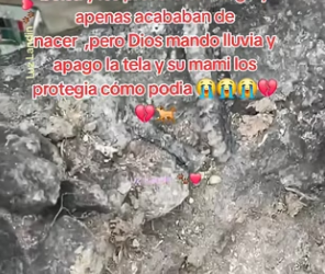 M3103012 Se ocupa de mucha ayuda, no los olvides ellos tú también (Part 2)