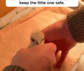 F3103003 He Found The Mother Frozen But Saved Her Baby (Part 2)