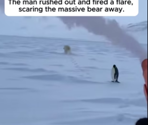 F3103002 Terrified Penguin Screamed At The Bear To Save Her Eggs (Part 2)