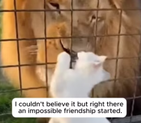 F3103005 The Cat Who Joined a Lion Pride (Part 2)