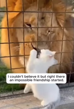 F3103005 The Cat Who Joined a Lion Pride (Part 2)