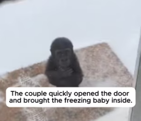 F3103001 The Mother Gorilla Froze In The Snow To Save Her Baby (Part 2)