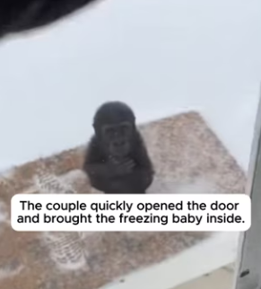 F3103001 The Mother Gorilla Froze In The Snow To Save Her Baby (Part 2)
