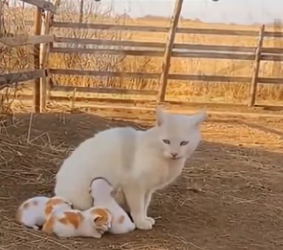 R2503012 Animals also know how to help ❤️ (Part 2)