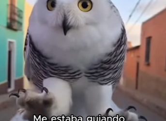 L1803008 ¡Suscríbete! (Part 2)