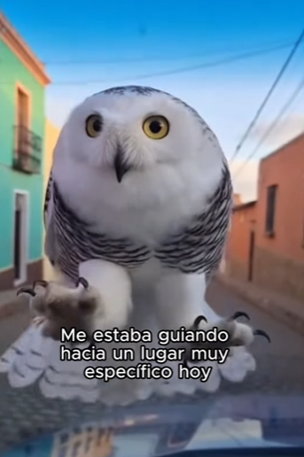 L1803008 ¡Suscríbete! (Part 2)