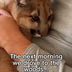 P0502001 Mountain lion was saved before it was too late (Part 2)