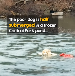 I2003002 New Yorker in business suit plunges into pond to rescue dog 👏 (Part 2)