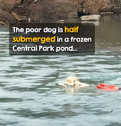 I2003002 New Yorker in business suit plunges into pond to rescue dog 👏 (Part 2)