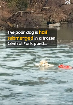 I2003002 New Yorker in business suit plunges into pond to rescue dog 👏 (Part 2)