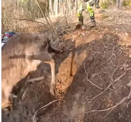 I2003001 Dirt Bikers Abandon Their Ride to Rescue a Deer (Part 2)