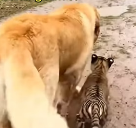 P2203005 This is the story of a tiger cub born blind, rejected by his mother and raised by a golden retriever (Part 2)