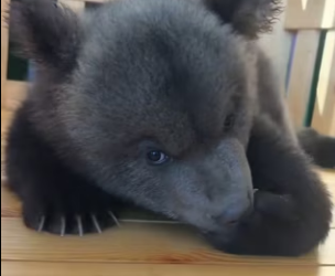 D2003003 I found a lost baby bear while hiking (Part 2)