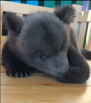 D2003003 I found a lost baby bear while hiking (Part 2)