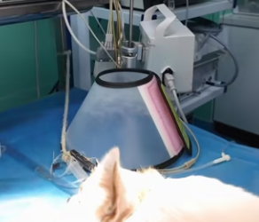 D2003004 I found a dog on the road seriously injured by an arrow (Part 2)