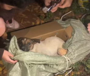 D2003002 I found him in the rain,and now he runs (Part 2)