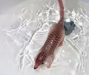 D2003001 A woman found a baby pangolin with its eyes still closed (Part 2)