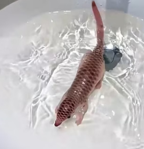 D2003001 A woman found a baby pangolin with its eyes still closed (Part 2)