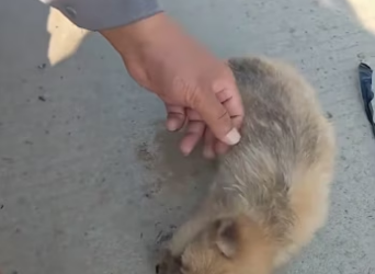 D1803012 A life saved from the cold,hope it grows up healthy! (Part 2)