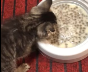 D1803011 I rescued a stray kitten and then… (Part 2)