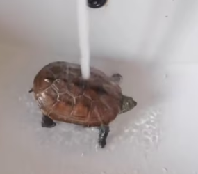 D1803010 I revived a fossilized turtle! (Part 2)