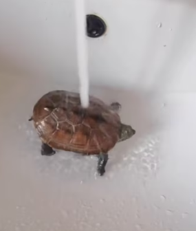 D1803010 I revived a fossilized turtle! (Part 2)