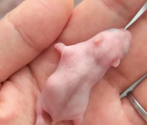 D1803009 I found a hairless little animal.Never expected it to be so cute when it grew up (Part 2)