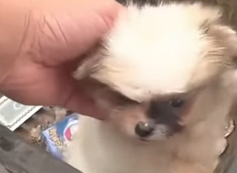 M2103011 Me dejaron encerrado en una caja bajo el sol solo para verme mori… (Part 2)