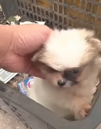 M2103011 Me dejaron encerrado en una caja bajo el sol solo para verme mori… (Part 2)