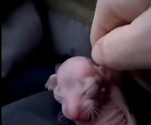 P2203011 is story of an snow leopard rejected by his mother who was (Part 2)