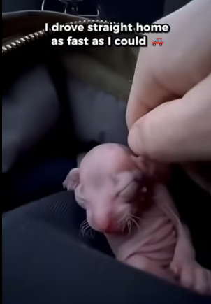 P2203011 is story of an snow leopard rejected by his mother who was (Part 2)