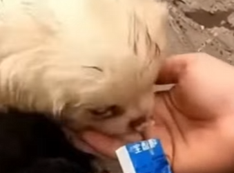 M2103012 Crecimos comiendo desechos sobrevivimos entre basura dolor, per… (Part 2)