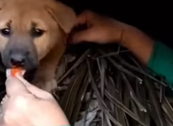 M2103001 💔 “Entre hojas secas y cables… así esperé mi final.” (Part 2)