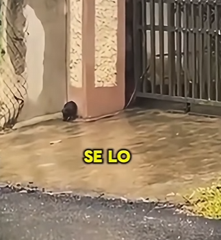 M2103003 Este bebecito fue aba (Part 2)