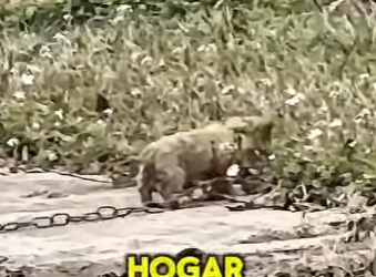 M2103007 Este pequeño perrito (Part 2)