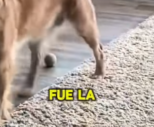 M2103005 Este pequeño gatito (Part 2)