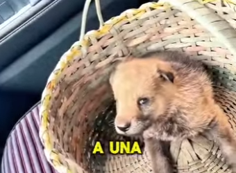 M2103004 Este cachorrito lobo (Part 2)