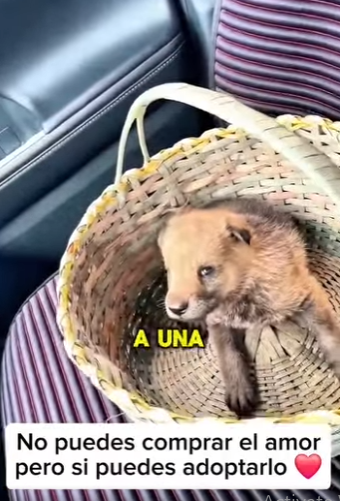 M2103004 Este cachorrito lobo (Part 2)