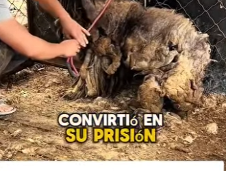 M2103009 Este perrito sucio es (Part 2)