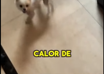 Este perrito callejer (Part 2)