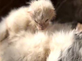 D1803007 A little fox lost her mother.I decided to adopt her! (Part 2)