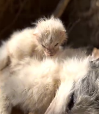 D1803007 A little fox lost her mother.I decided to adopt her! (Part 2)