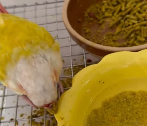 D1803006 I rescued a parrot with no beak and named her (Part 2)