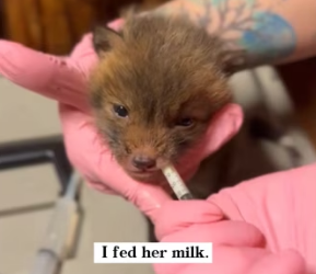 D1803004 I found a lonely baby fox and brought her home (Part 2)