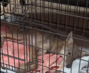 D1803005 Rescued a drowning coyote (Part 2)