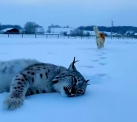 E2103003 A mother dog rescued a baby lynx after the lynx’s mother died of disease (Part 2)