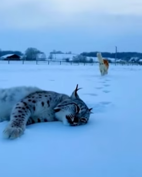 E2103003 A mother dog rescued a baby lynx after the lynx’s mother died of disease (Part 2)