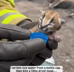 P2003009 I walked into the forest after the fire and found a caracal mother burned black (Part 2)